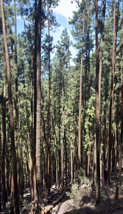 Bambarakanda Falls