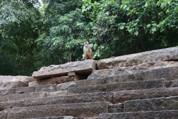 Ritigala