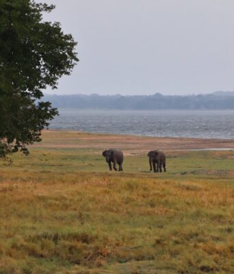 éléphants et singes