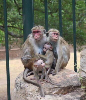 éléphants et singes