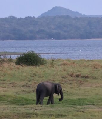 éléphants et singes