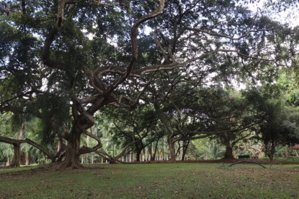 jardin botanique