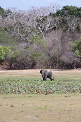 kumana national park