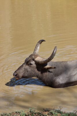 kumana national park