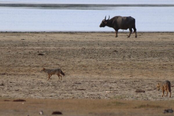 kumana national park