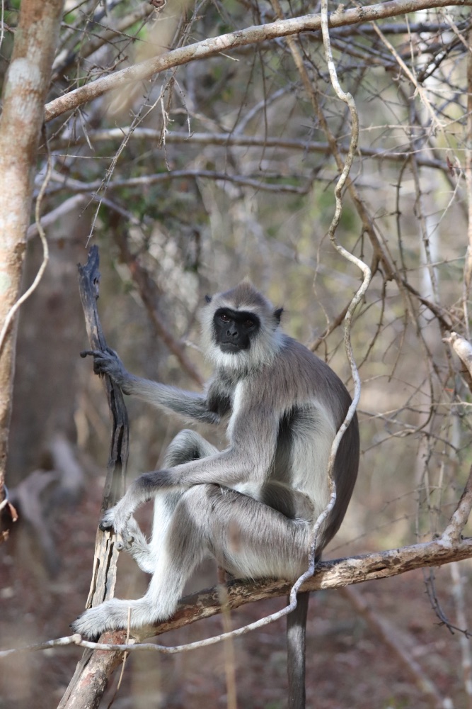 kumana national park