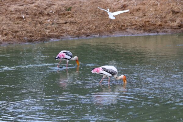 kumana national park