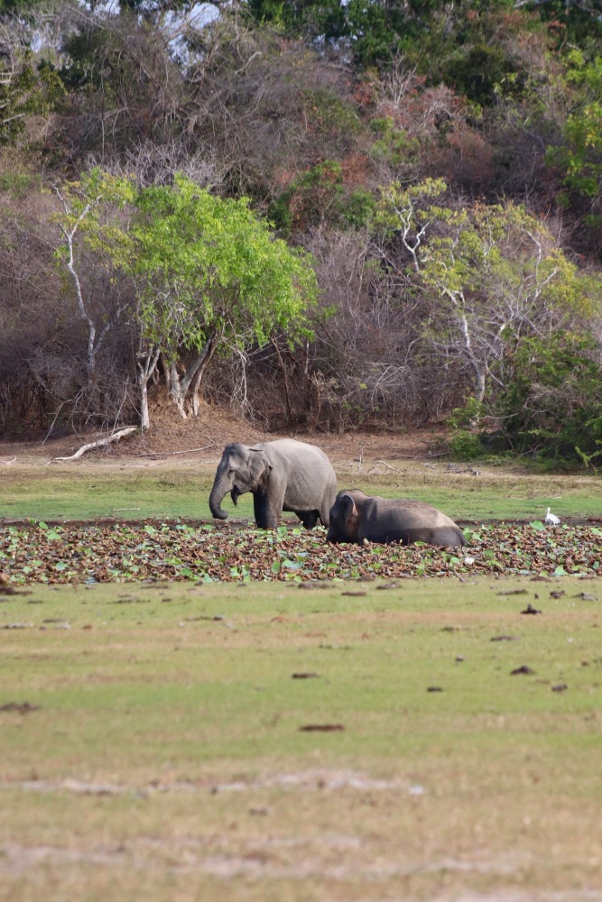 kumana national park