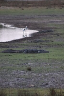 kumana national park