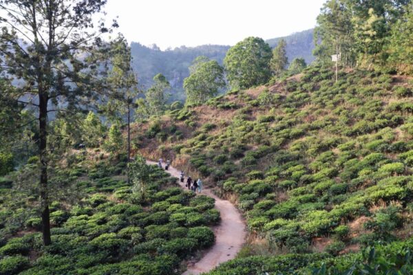 little Adam's peak