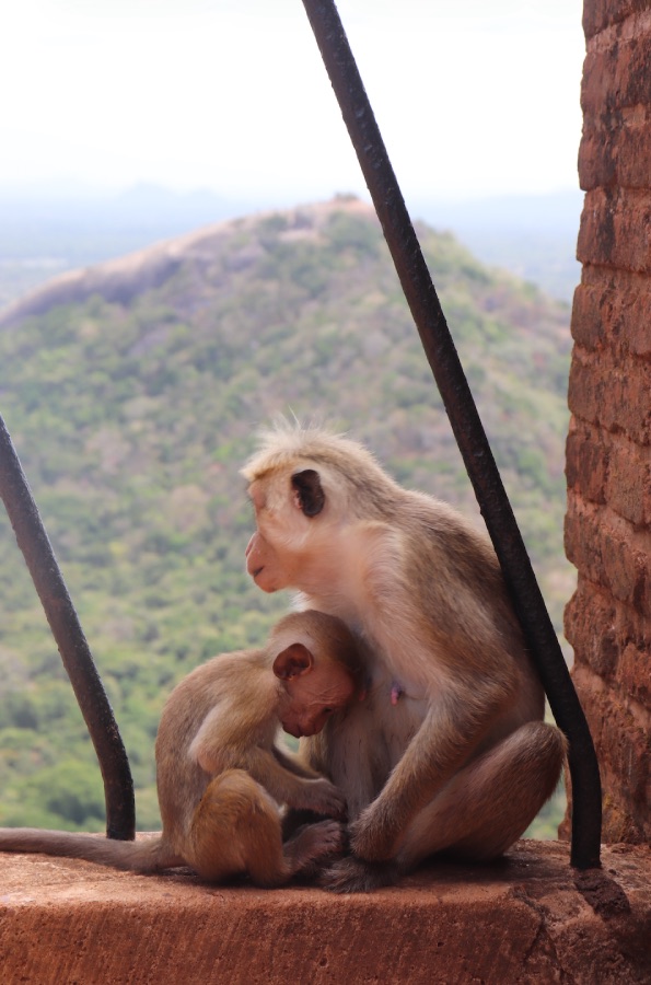 pidurangala
