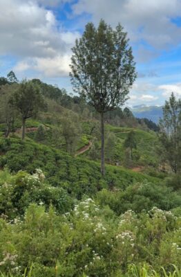 train de nuwara Eliya à huputale